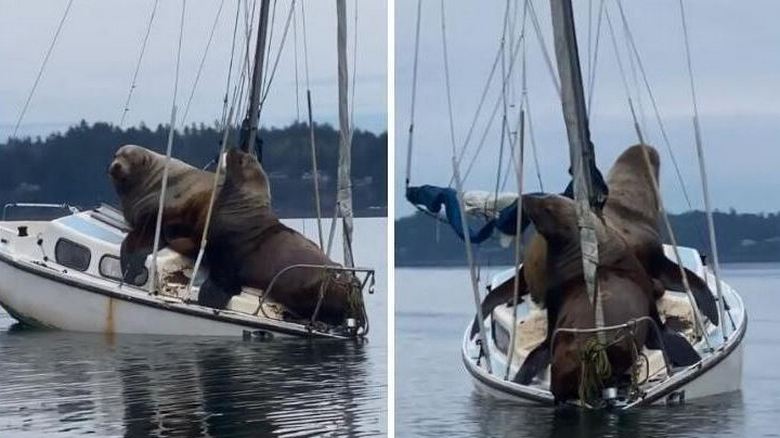 Les lions de mer n'ont pas peur de prendre un yacht