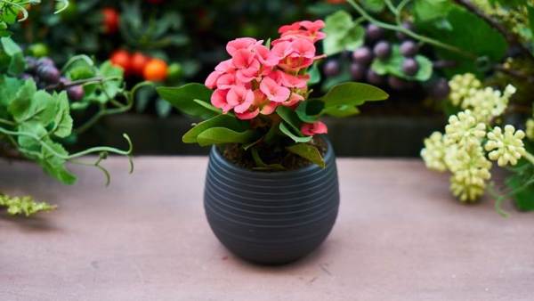 est-il possible de donner des fleurs dans des pots pour les présages d'anniversaire 