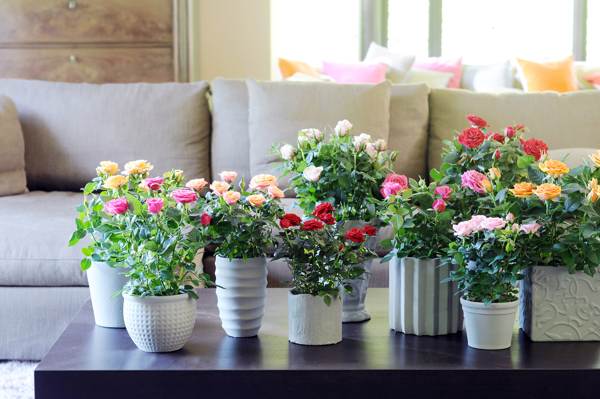 est-il possible de donner des fleurs en pot présages 