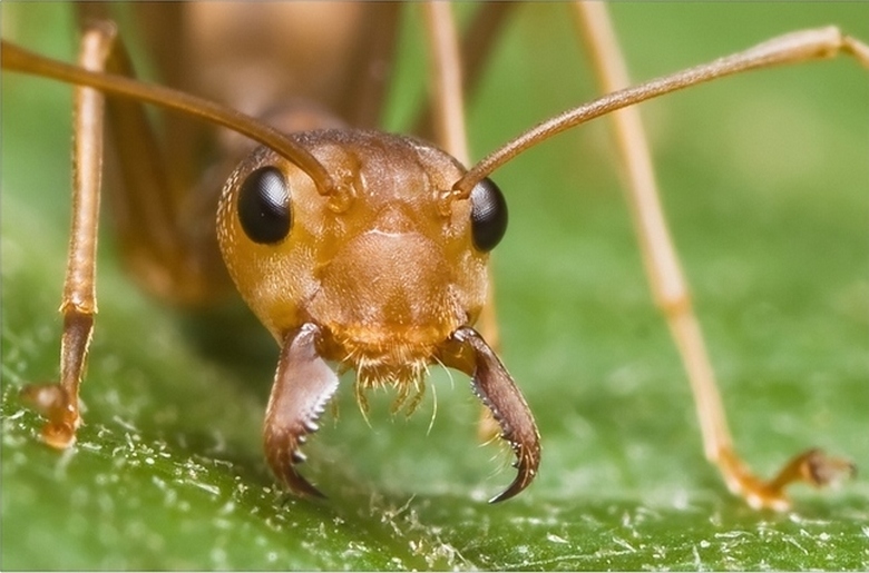 Des fourmis qui torturent leurs proies