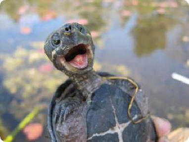 Tortues
