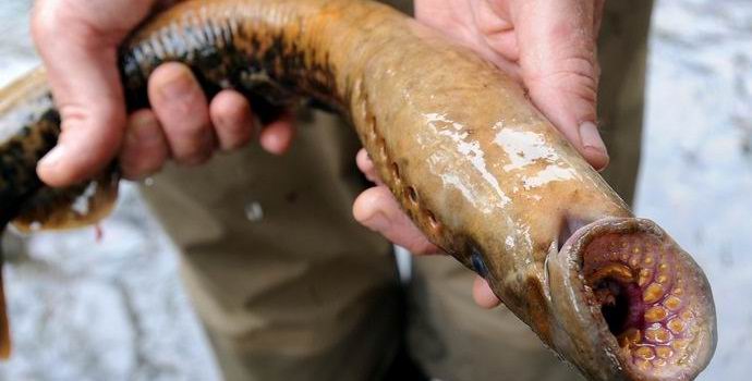 La pluie est tombée des lamproies en Alaska