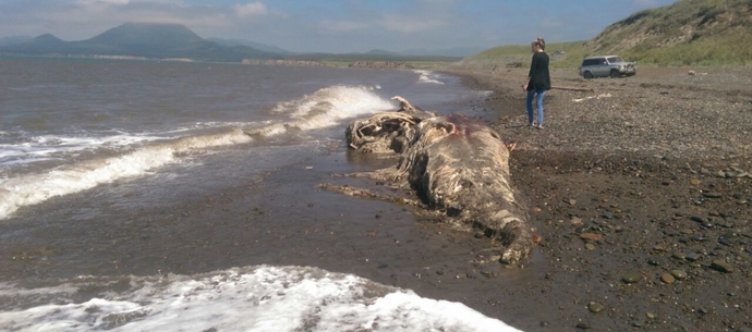 Sur la rive de Sakhaline, les vagues ont jeté le corps d'un dinosaure