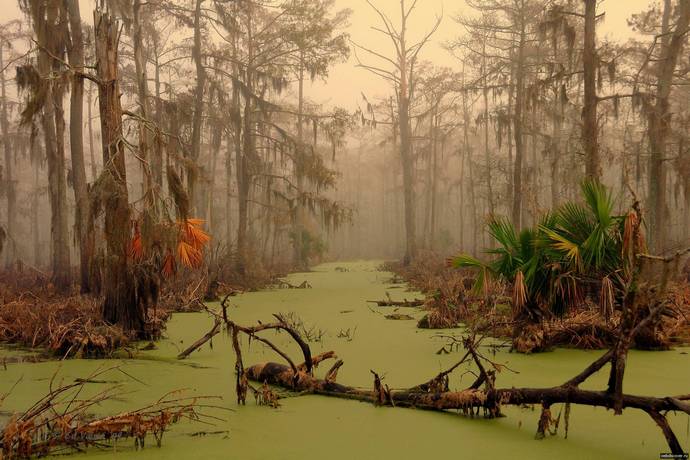 Dans les marais de la Louisiane, l'écume s'est installée