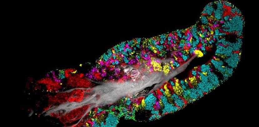 Des images étonnantes montrent des bactéries créant de minuscules colonies sur votre langue 