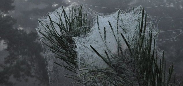 Sur l'Australie, la pluie d'araignées