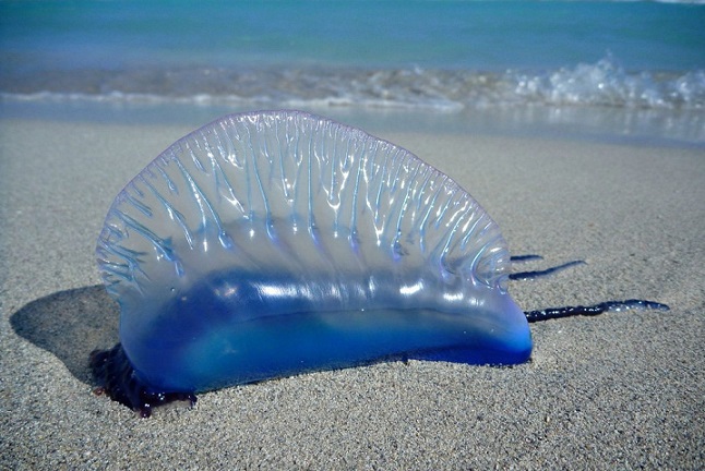 Trouvé sur la plage