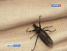 L'invasion des bibionides à Moscou: les terrains de jeux sont tombés amoureux de bugs suspects