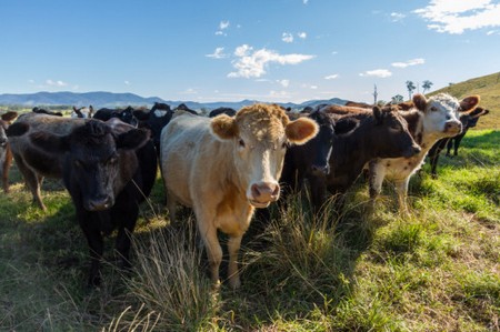 Notre planète sera détruite ... viande et lait