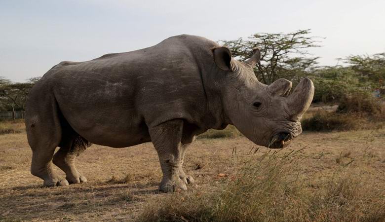 Le dernier mâle rhinocéros blanc de la planète est parti