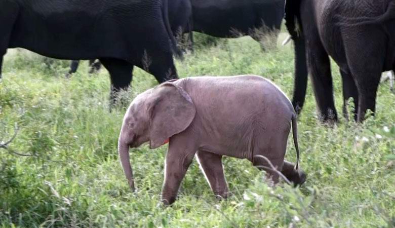 Un bébé éléphant rose inhabituel est né dans une réserve africaine