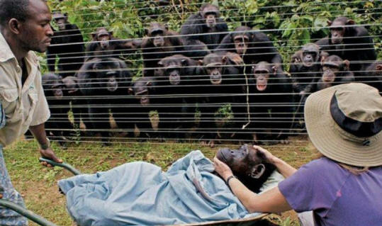 animaux 31 Des preuves évidentes que les animaux ont une âme