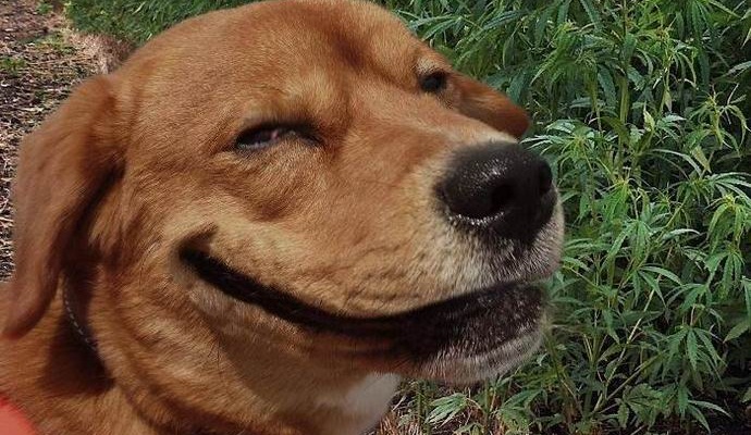 La nouvelle loi américaine permettra aux animaux de fumer de la marijuana