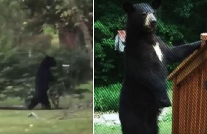 Un nouvel ours dressé a remplacé Pedal.