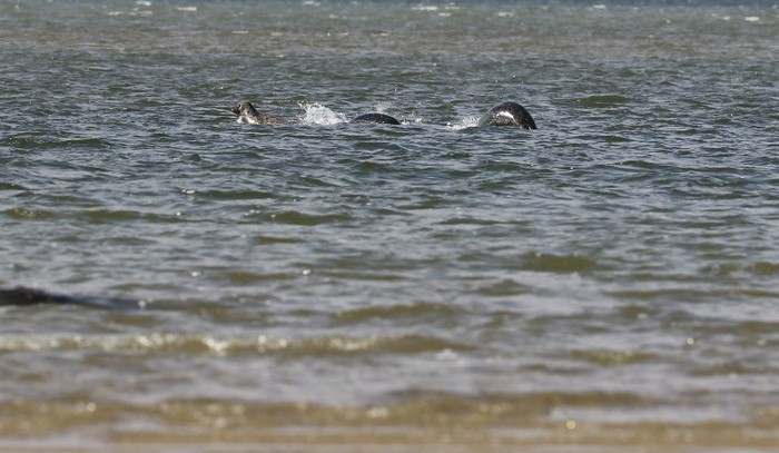 Nouvelle photo du monstre du Loch Ness