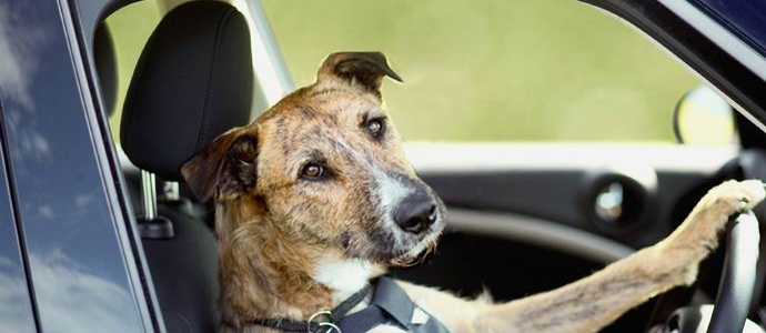 Les chiens néo-zélandais apprennent à conduire une voiture