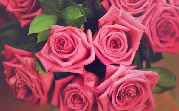ce que signifient les roses roses 