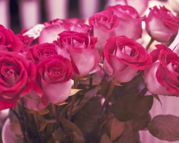 signification des roses roses 