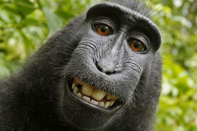 Les singes veulent des droits d'auteur pour les selfies