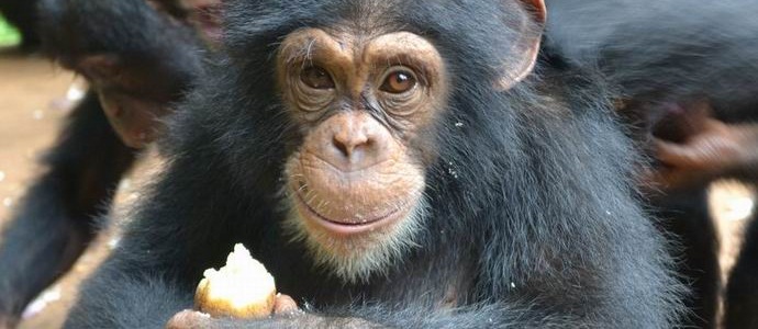 Les singes préfèrent les aliments transformés thermiquement