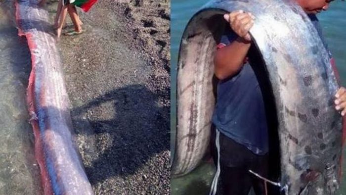 D'énormes créatures marines font peur aux habitants des Philippines