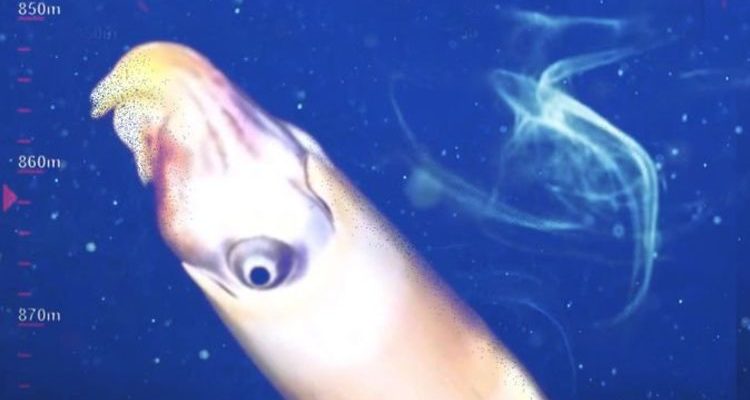 Pour la première fois, les océanologues ont pu capturer le calmar insaisissable 