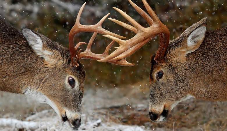 Les cerfs se battent comme des lièvres