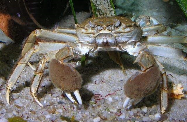 Des crabes poilus dangereux se sont retrouvés en Ukraine