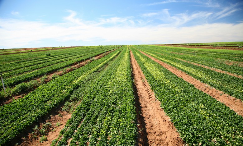 L'agriculture biologique s'est avérée plus nocive que traditionnelle