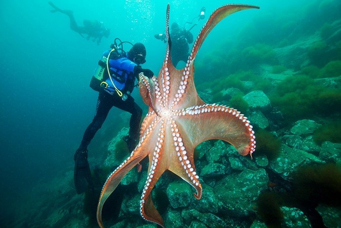 Octopuses - futurs seigneurs de la Terre?