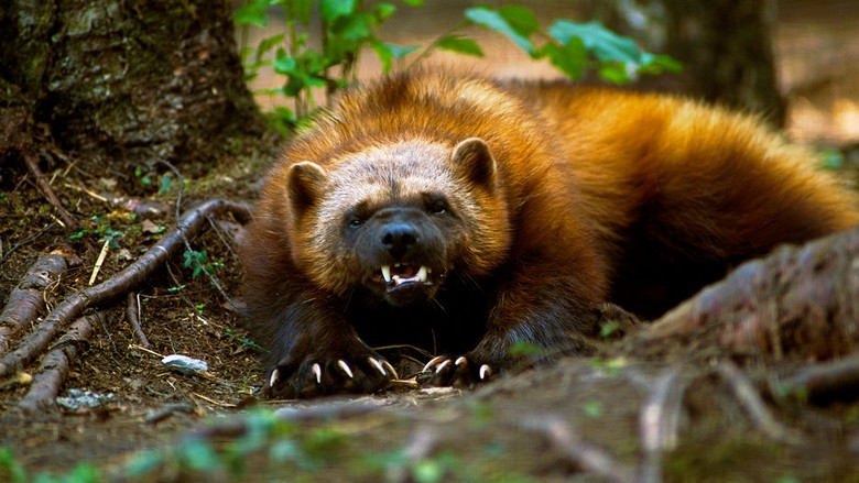 Wolverine désespérée et éternellement affamée: même les loups et les ours ont peur d'elle