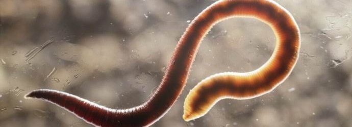 Les parasites des voies digestives sont bons pour la santé