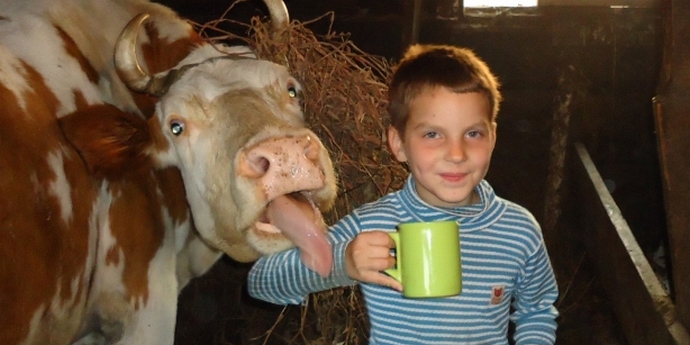 Le lait frais est dangereux pour la santé. Et pas le lait frais?
