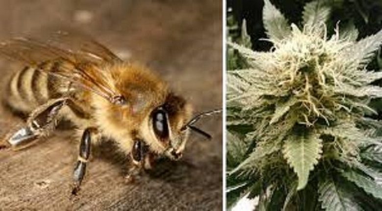 Les abeilles aiment le cannabis pas moins que les humains.