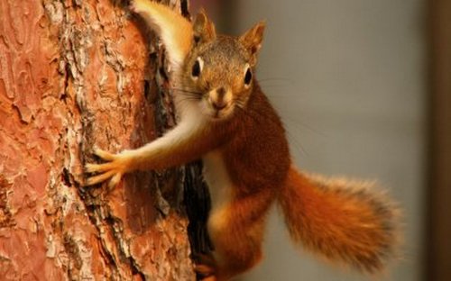 Les premiers primates sur terre ressemblaient à de petits écureuils et mangeaient des fruits.