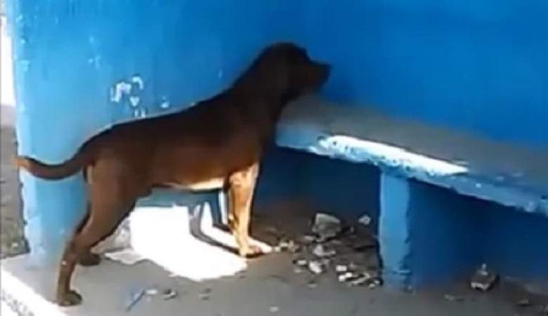 Le chien regarde constamment le mur bleu, et personne ne peut expliquer pourquoi.