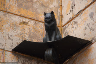 Les chats de Pétersbourg réalisent les souhaits