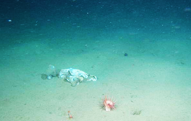 Un sac en plastique trouvé même au fond de la tranchée Mariana