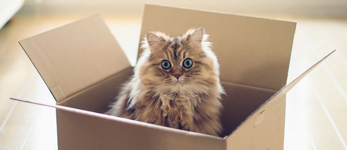 Pourquoi tous les chats sont-ils à la hauteur des boîtes de chasse?