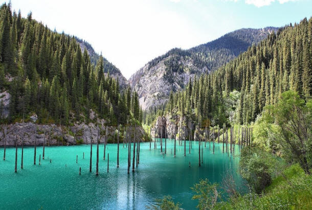 Forêt sous-marine