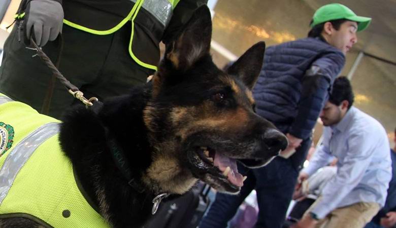 Le berger de la police est si doué pour trouver de la drogue que les cartels lui ont récompensé la tête.