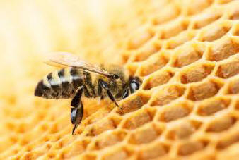 Une population d'abeilles tueuses asiatiques trouvée dans la province japonaise de Nagasaki