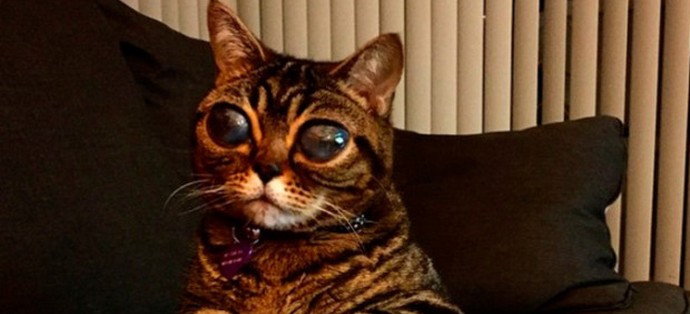 Rencontrez le chat extraterrestre