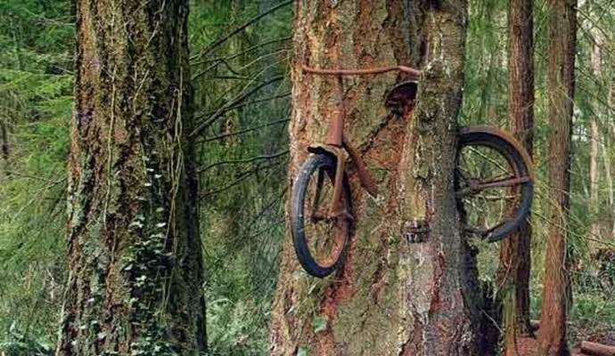 L'histoire vraie d'un vélo enraciné dans un arbre