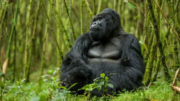 Quel est le rêve d'un gorille  