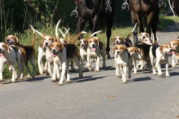 Pourquoi beaucoup de chiens rêvent-ils 