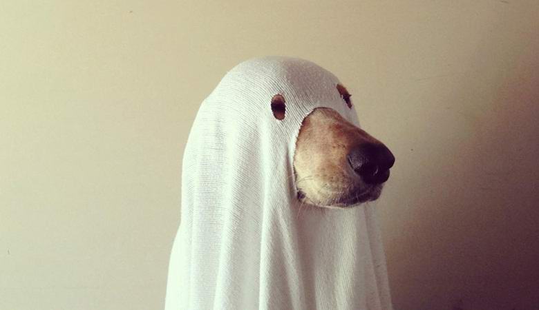 Le fantôme d'un chien récemment décédé a frappé la vidéo