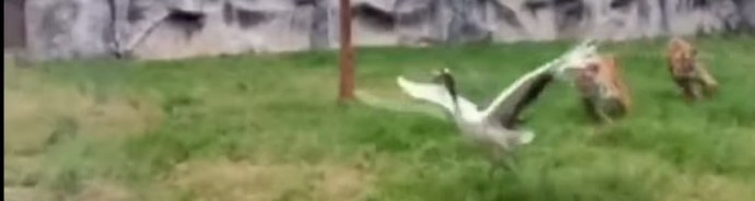 L'oiseau a accidentellement volé dans la volière vers les tigres - et est resté le gagnant