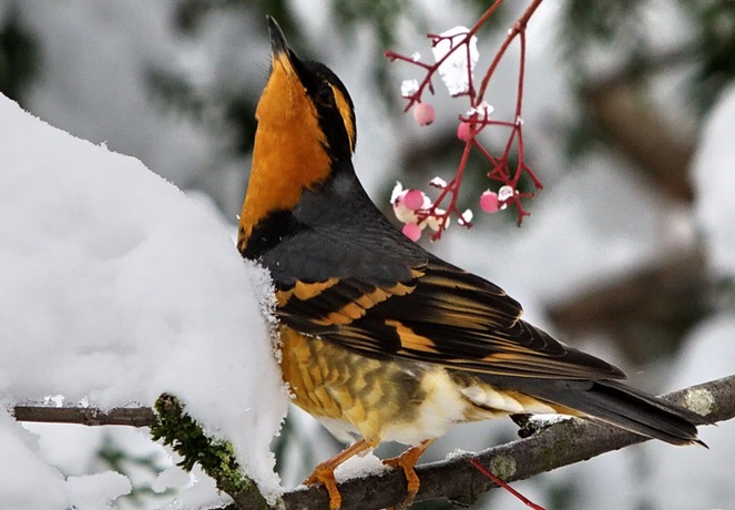 Oiseaux - Musiciens naturels