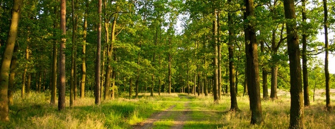 Les plantes sont-elles nos tueurs?